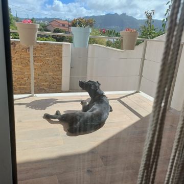 Who walks the dogs out? - Sintra - Hundepension
