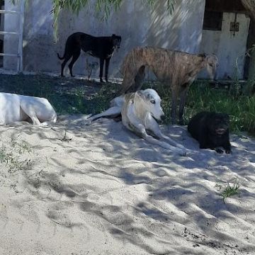 Galgos do Trevo - Sintra - Hotel para Cães