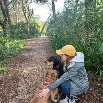 Who walks the dogs out? - Sintra - Hundesitter