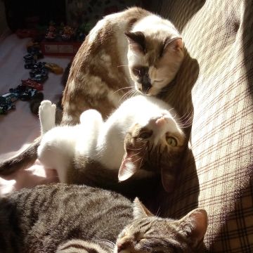 Ana_CatSitting - Vila Nova de Gaia - Cuidar tus gatos