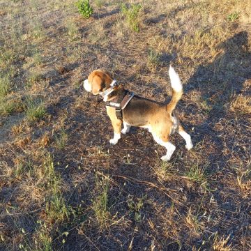 Who walks the dogs out? - Sintra - Hundetraining - Privatunterricht