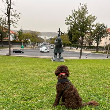 Rodrigo Ruiz - Oeiras - Pet Sitting e Pet Walking