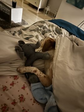 Hundepension