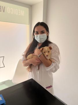 PetGuardian - Portimão - Dog Walking