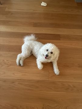 Hotel para Cães