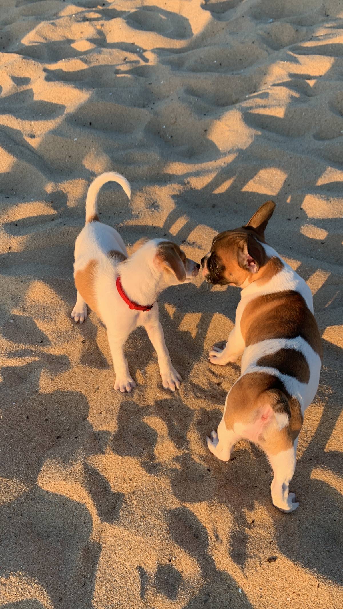 Gabriela - Seixal - Cuidados para Animais de Estimação