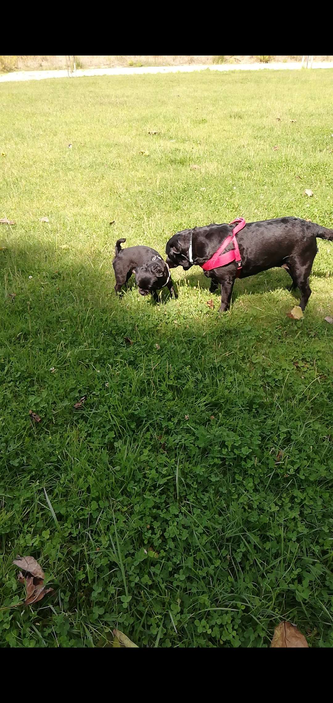 Sandra - Passeios e cuidados dos nossos melhores amigos <3 - Setúbal - Dog Hotel