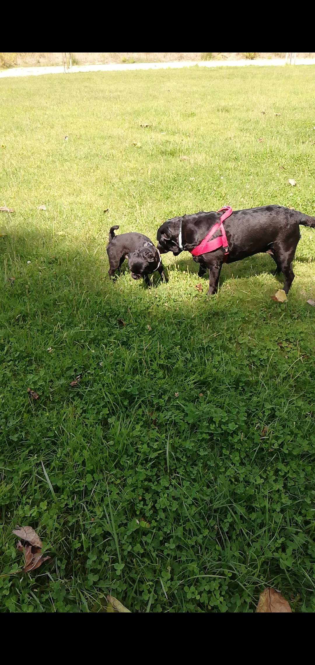 Sandra - Passeios e cuidados dos nossos melhores amigos <3 - Setúbal - Hotel para Cães