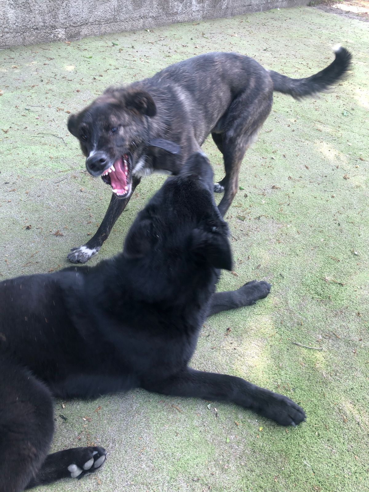 Rafaela Magro - Fafe - Paseador de perros