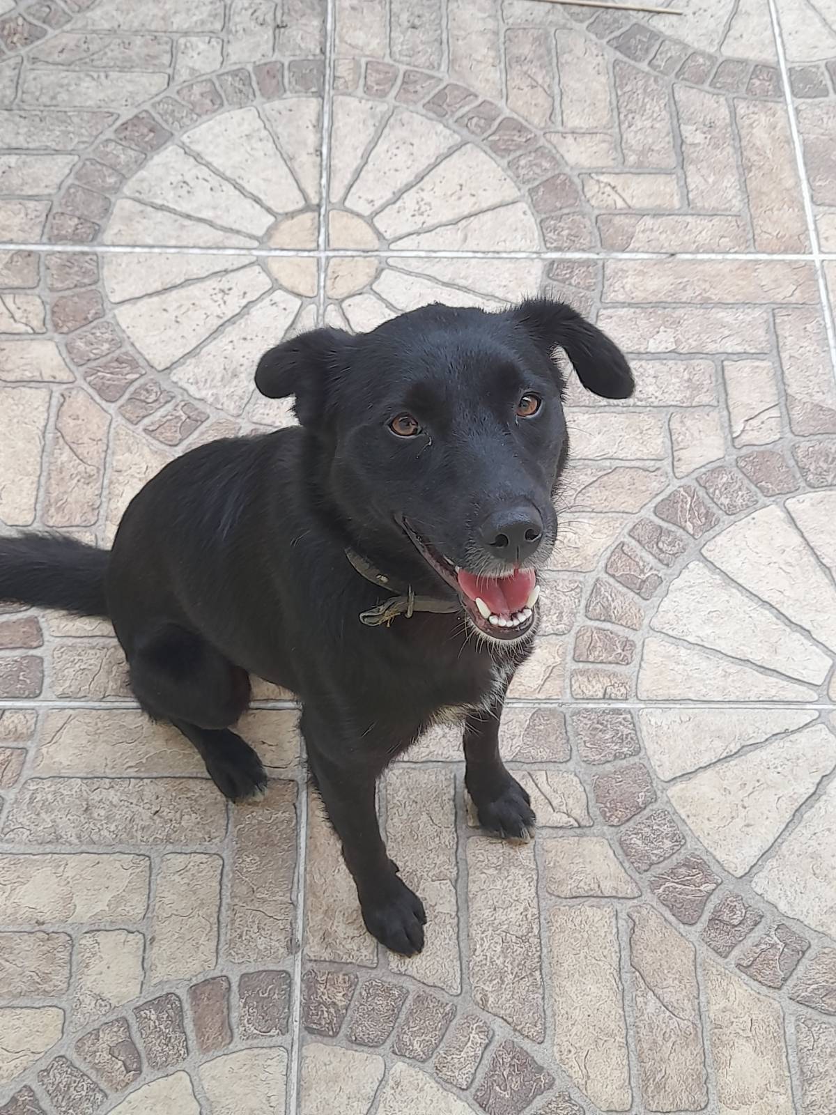 Susan Santos - Vila Franca de Xira - Pet Training