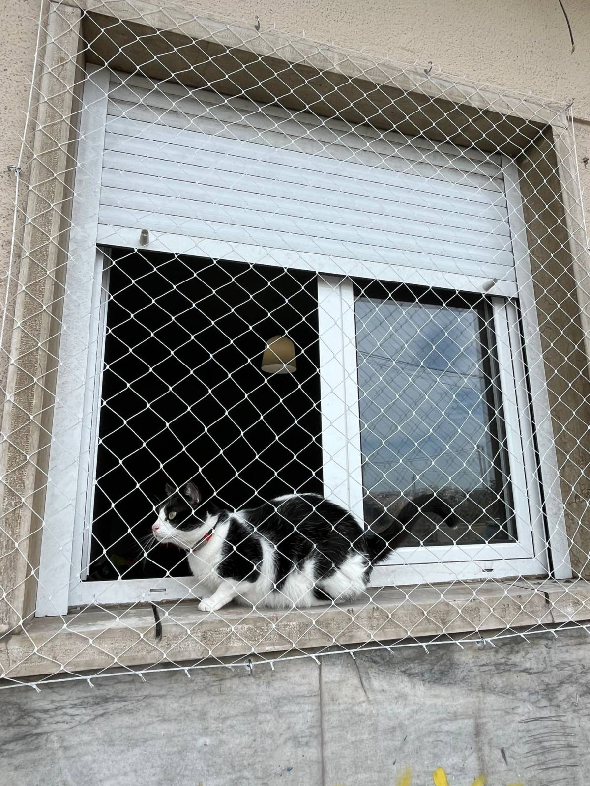 Saldanha Redes de Proteção - Lisboa - Dog Fence Installation