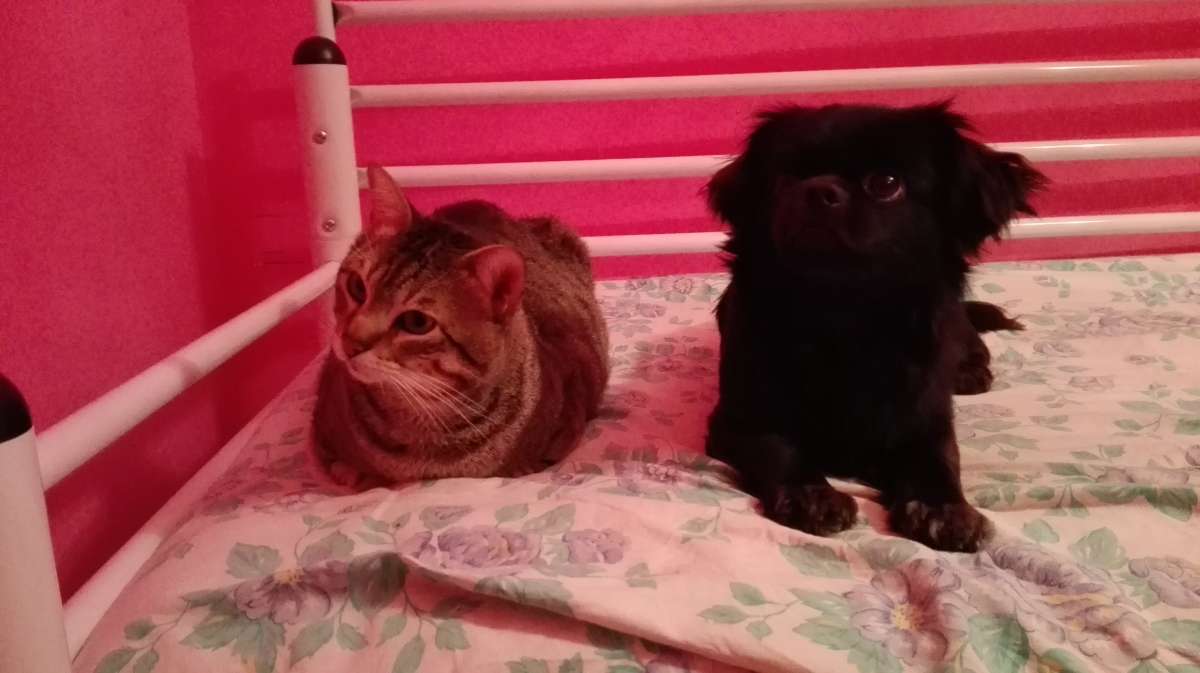 Sandra - Passeios e cuidados dos nossos melhores amigos <3 - Setúbal - Property Cleanup