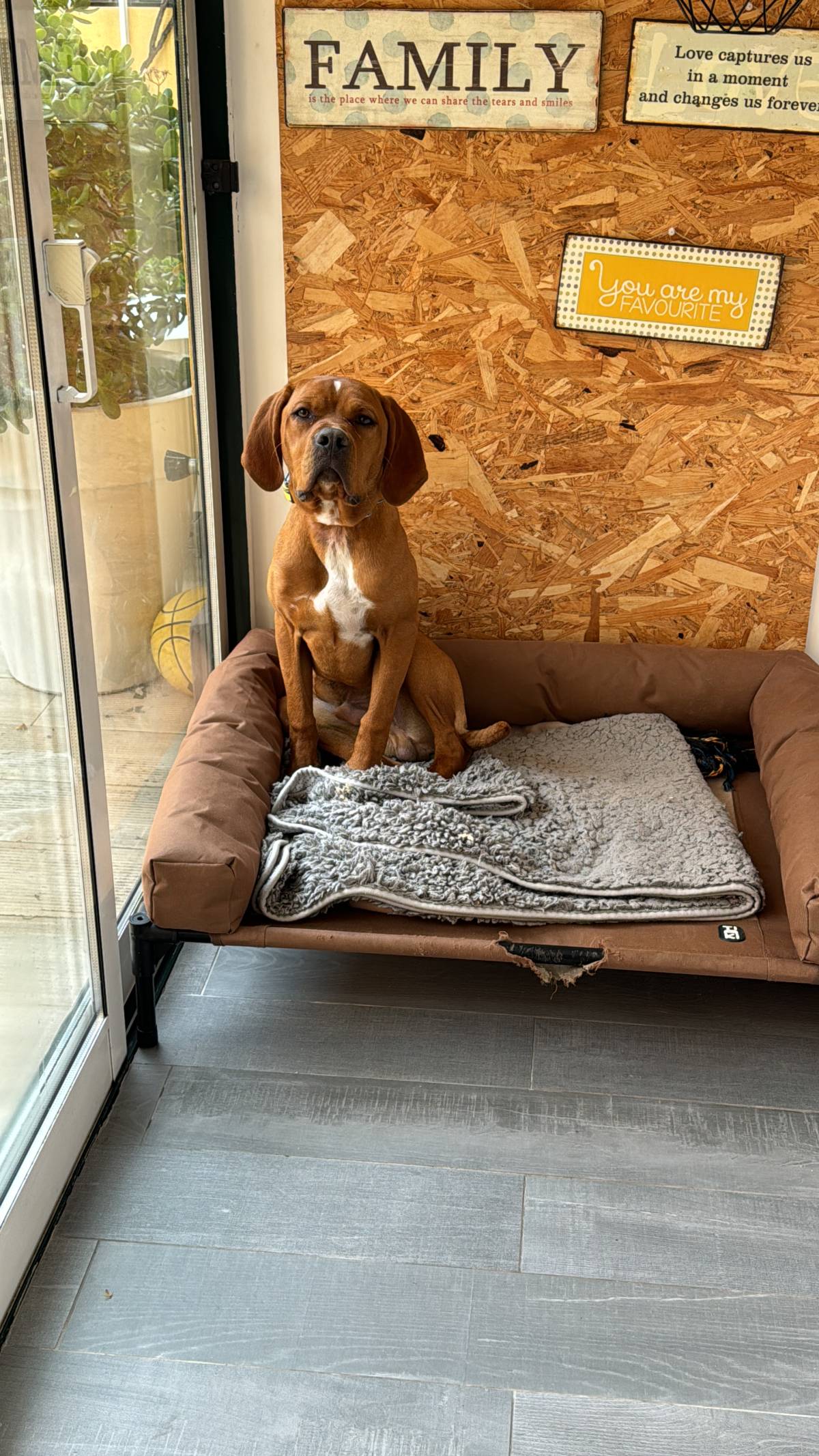 Bravoadestrador - Oeiras - Adiestramiento de perros - Clases privadas
