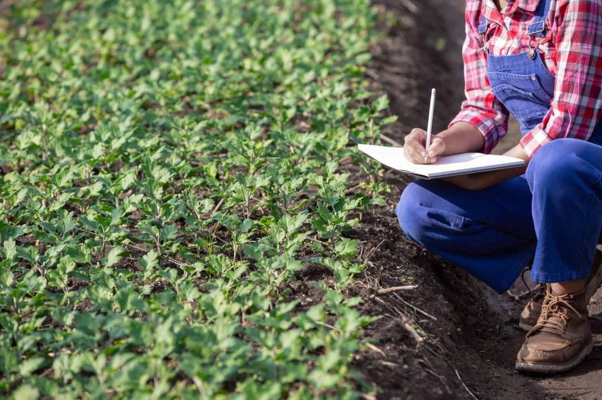 Certifica.te - Consultoria Técnica Agrícola - Nelas - Unternehmensberatung