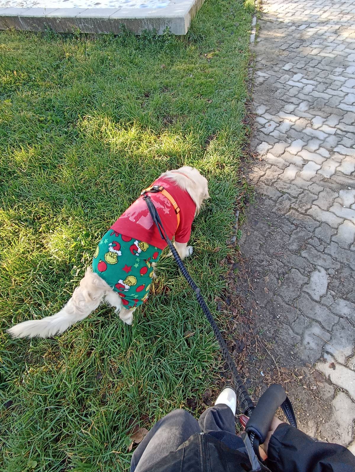Doménica Rivadeneira - Aveiro - Hundeausführung