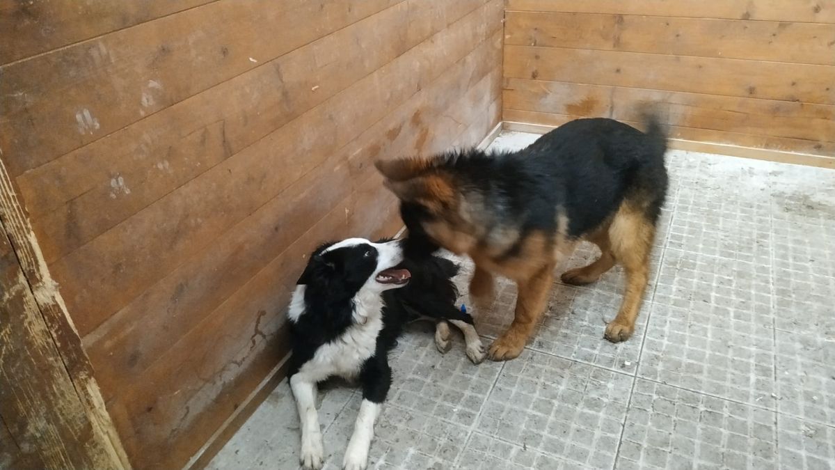 Rafaela Magro - Braga - Cuidados para Animais de Estimação