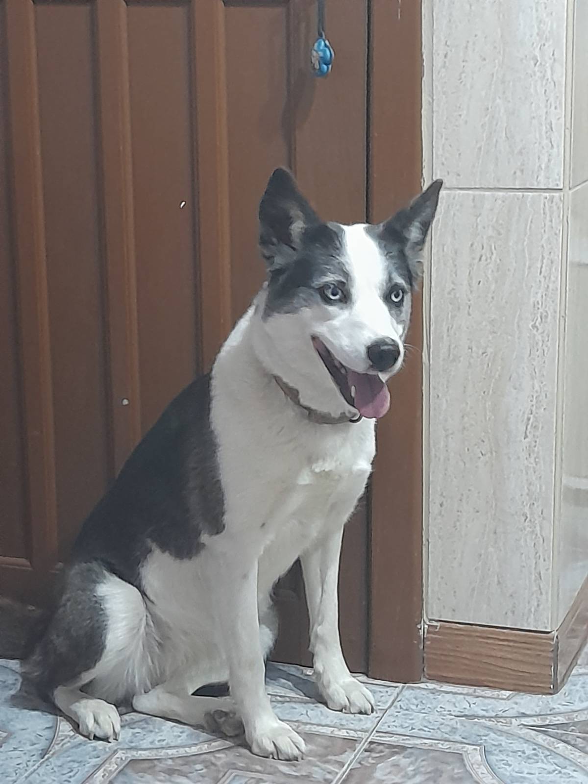 Susan Santos - Vila Franca de Xira - Pet Training