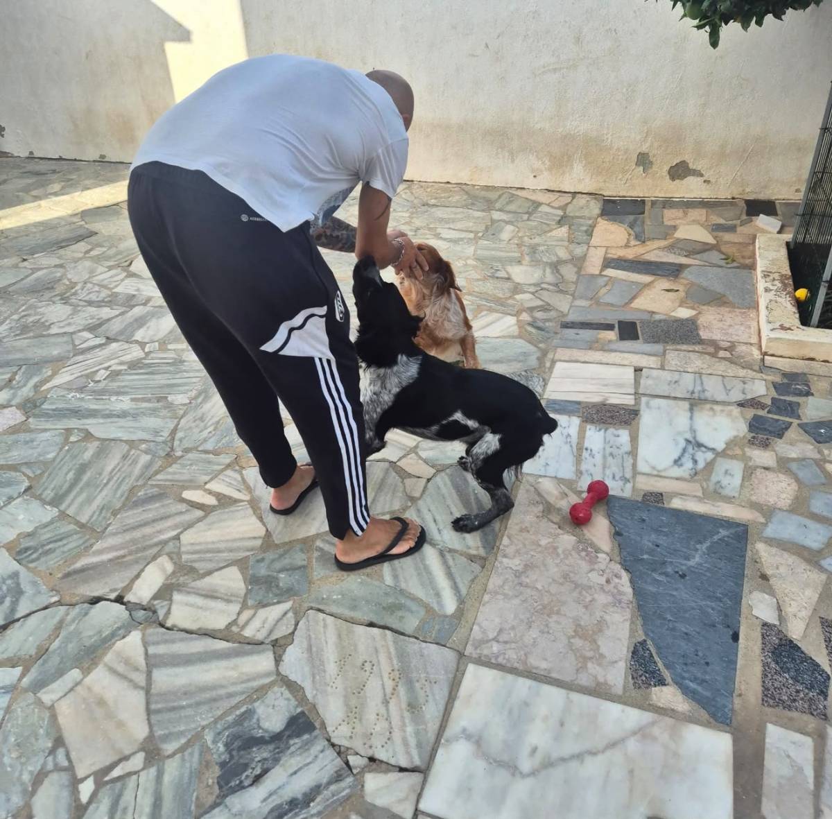 Ricardo Reis - Pet Care - Sintra - Services pour animaux de compagnie