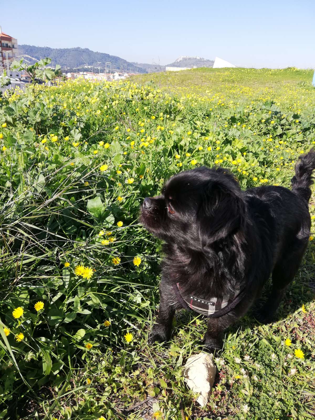 Sandra - Passeios e cuidados dos nossos melhores amigos <3 - Setúbal - Dog Walking