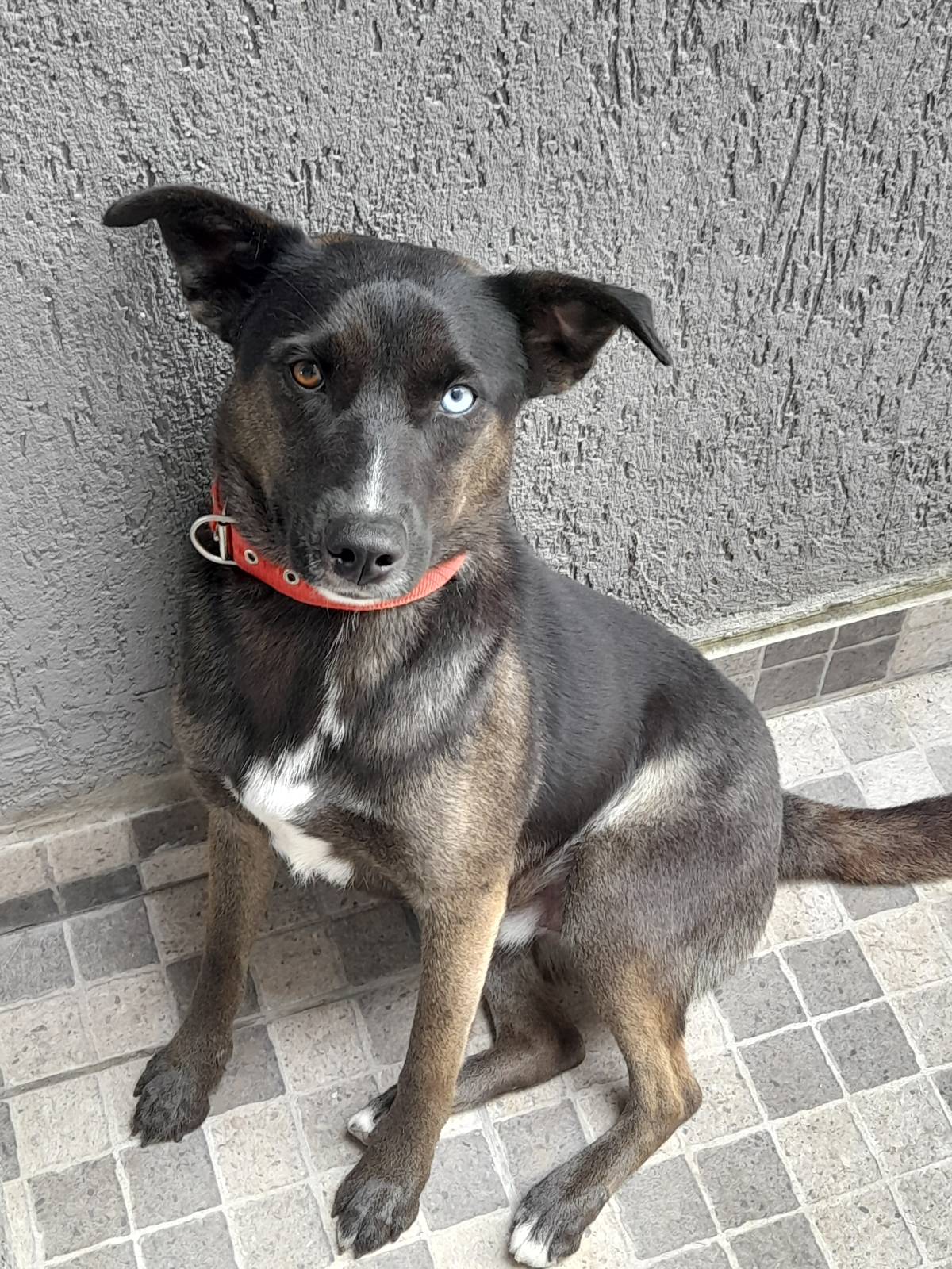 Susan Santos - Vila Franca de Xira - Animal Behavior Modification