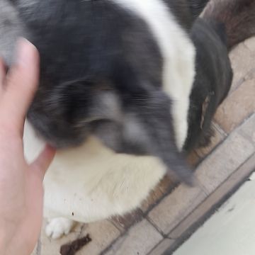 Susan Santos - Vila Franca de Xira - Pet Training