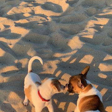 Gabriela - Seixal - Cuidados para Animais de Estimação