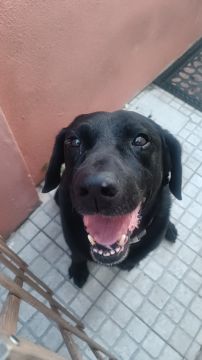 Dog Hotel