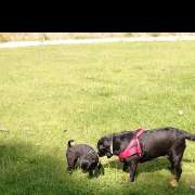 Sandra - Passeios e cuidados dos nossos melhores amigos <3 - Setúbal - Dog Hotel