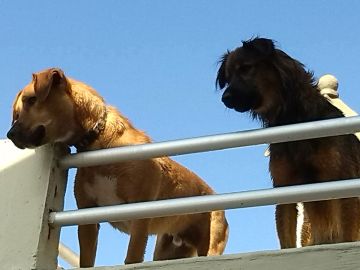 Hotel para Cães