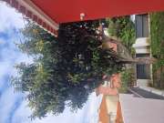 Tree Trimmer