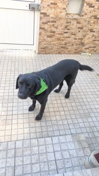 Pet Boarding and Daycare