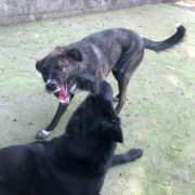 Rafaela Magro - Fafe - Paseador de perros