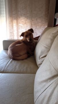 Hotel para Cães