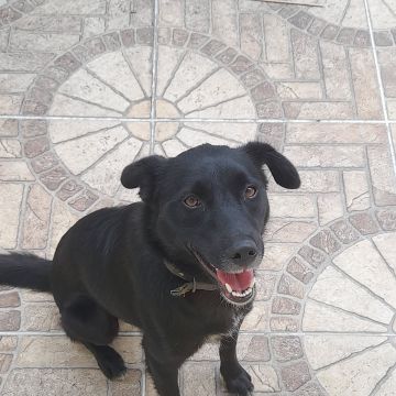 Susan Santos - Vila Franca de Xira - Pet Training