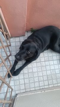 Dog Hotel