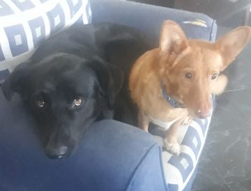 Pension pour chiens