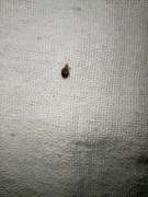 Bed Bug Extermination