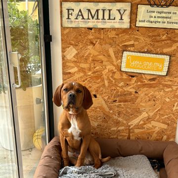 Bravoadestrador - Oeiras - Adiestramiento de perros - Clases privadas