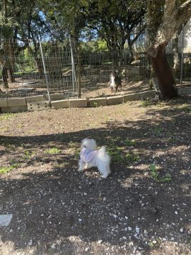 Hotel de Animais