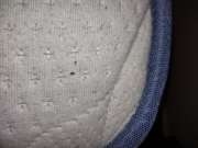 Bed Bug Exterminator