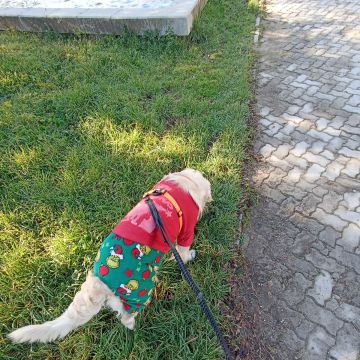 Doménica Rivadeneira - Aveiro - Hundeausführung