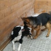 Rafaela Magro - Fafe - Cuidados y paseos de mascotas
