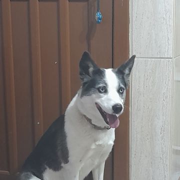 Susan Santos - Vila Franca de Xira - Pet Training