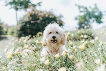 Hundetagesstätte (Hundesitter)
