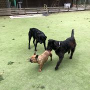 Rafaela Magro - Fafe - Cuidados y paseos de mascotas
