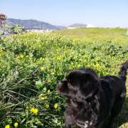 Sandra - Passeios e cuidados dos nossos melhores amigos <3 - Setúbal - Dog Walking