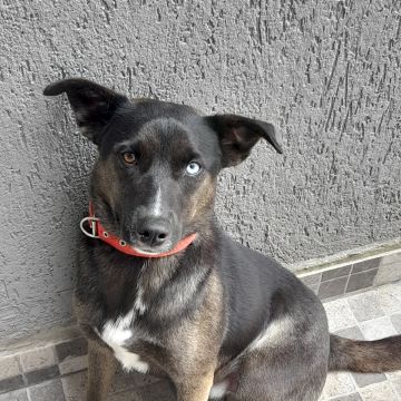 Susan Santos - Vila Franca de Xira - Animal Behavior Modification