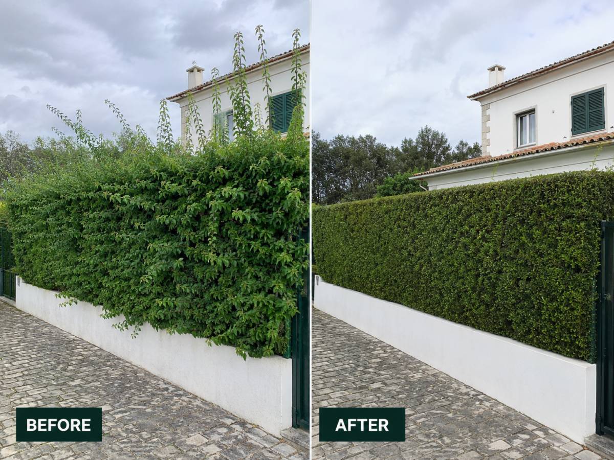 Jardins de Braga - Braga - Tree Stump Grinding and Removal