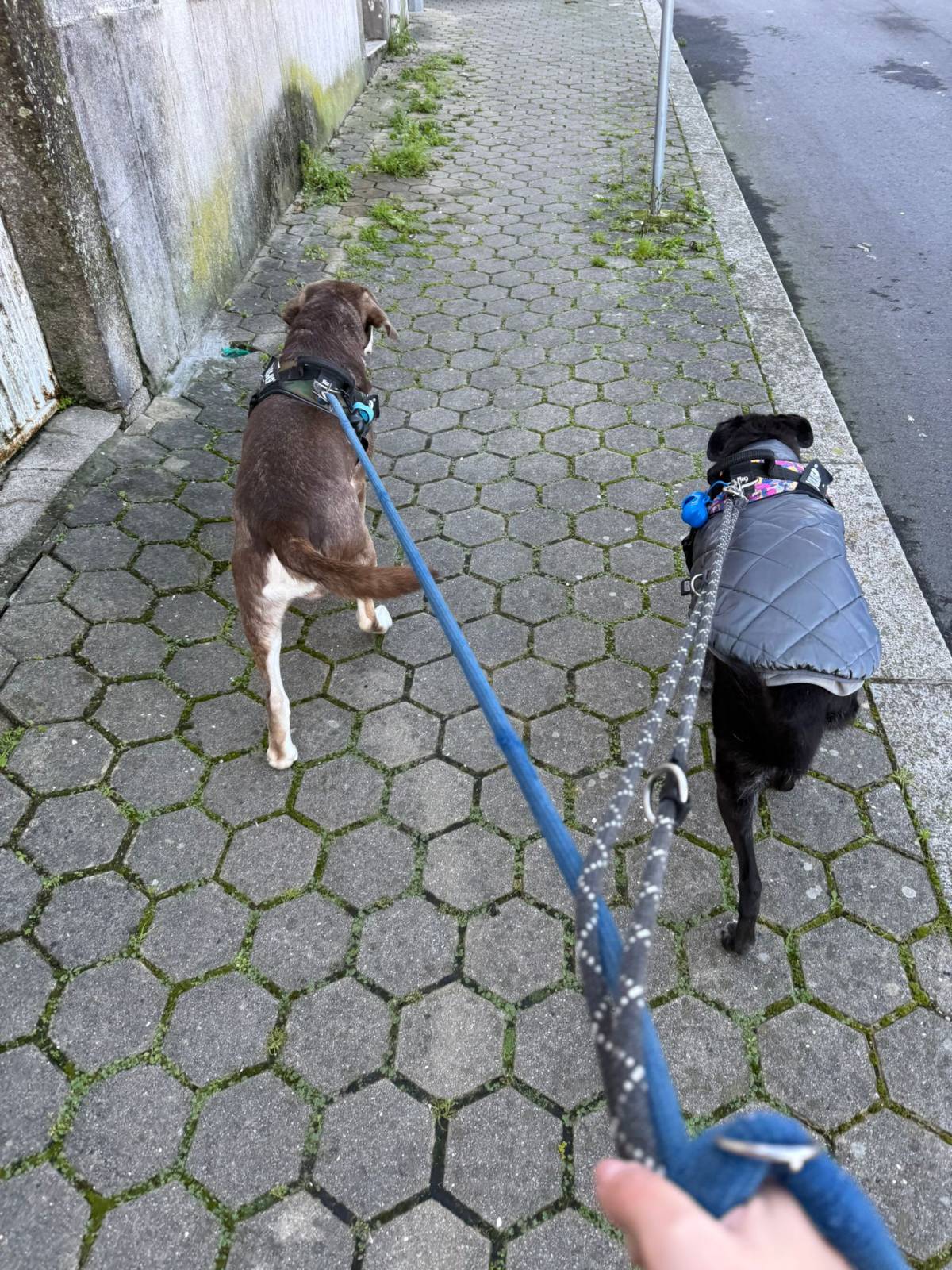 Pet sitting da Nês - Matosinhos - Banhos e Tosquias para Animais