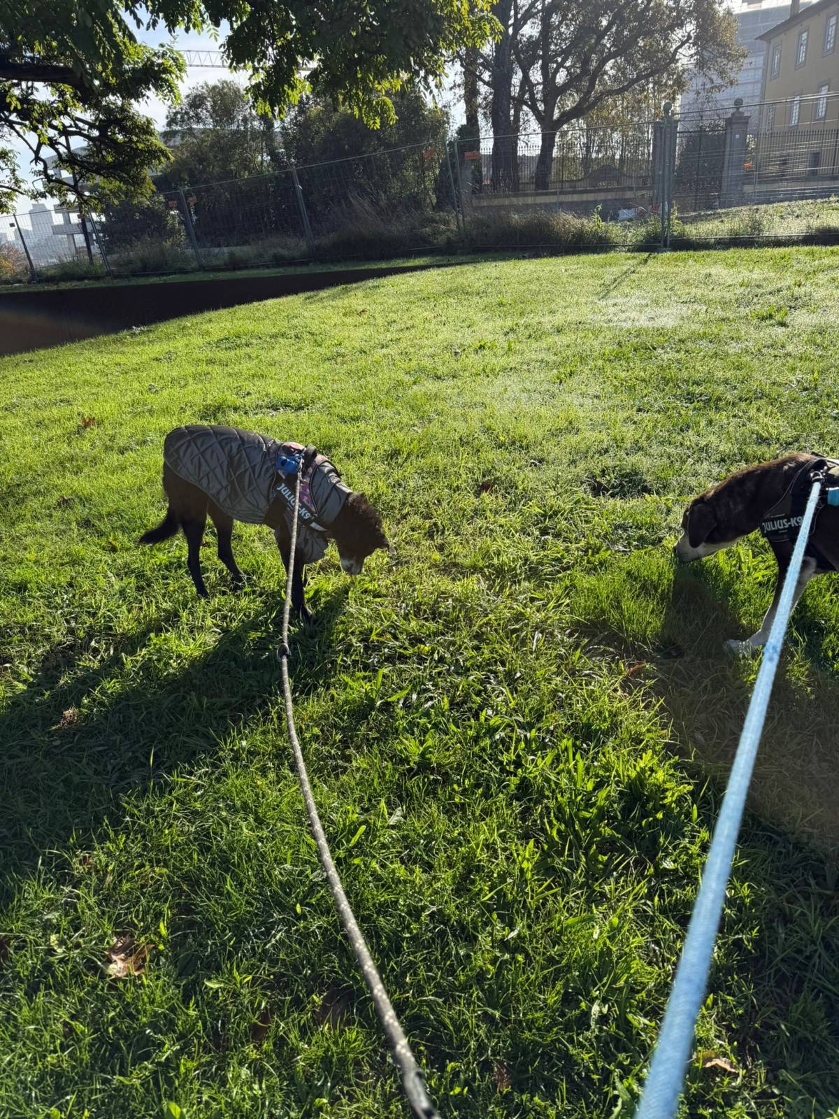 Pet sitting da Nês - Matosinhos - Cuidados para Animais de Estimação